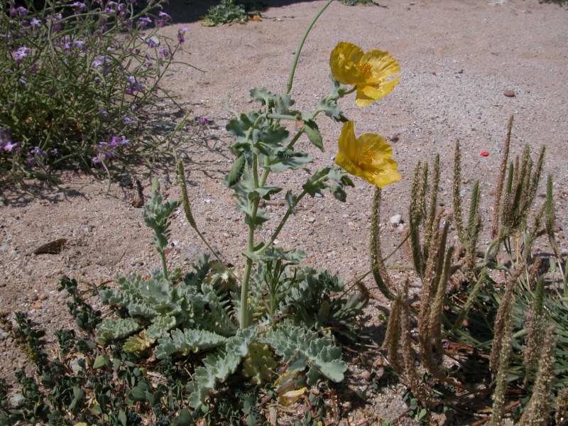 Glaucium flavum, rosetta basale